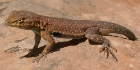 Lézard de Zion NP